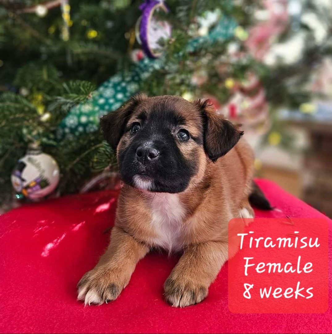 Tiramisu, Adopted, Puppy Female Shepherd & Boxer.