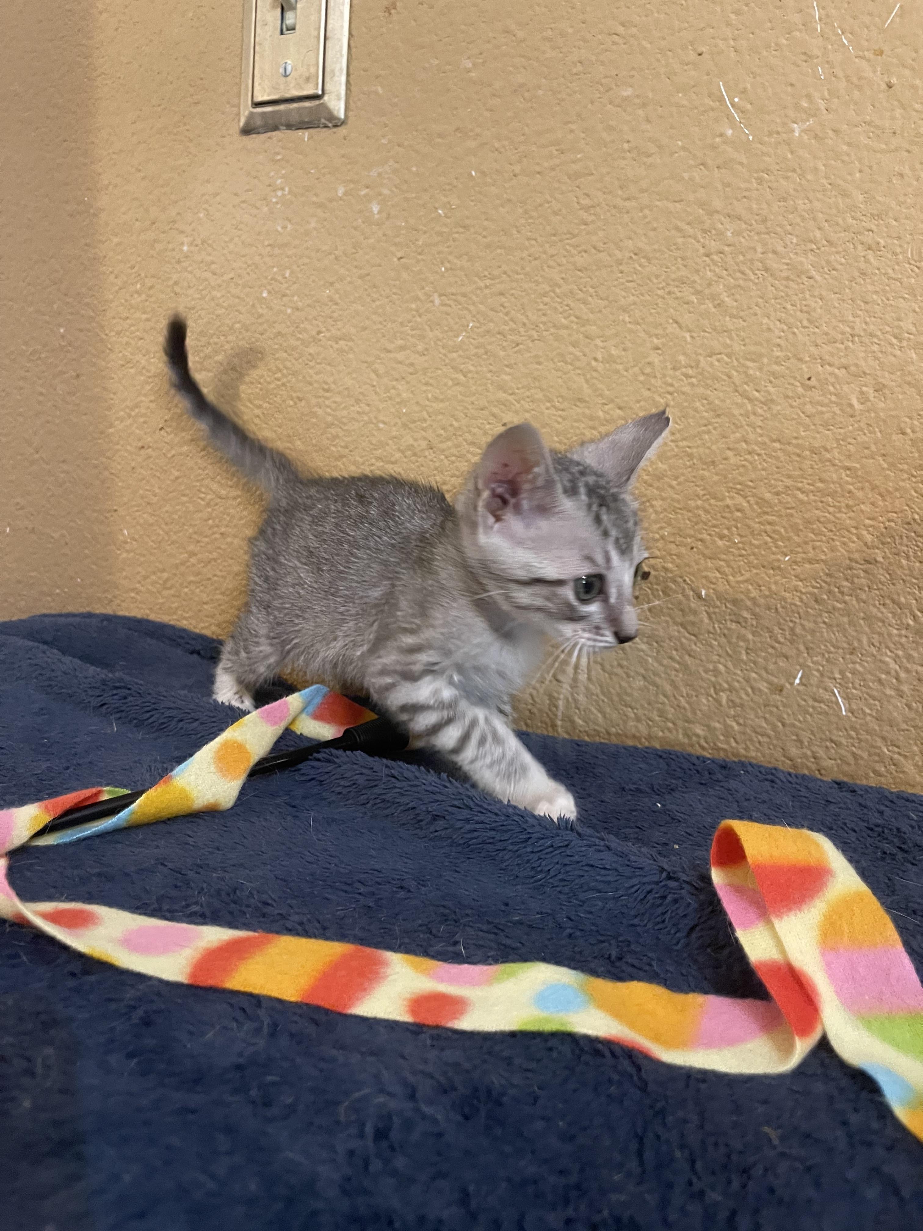 Enlarge Jill, a Adoptable Domestic Short Hair in san antonio, TX image 1/6