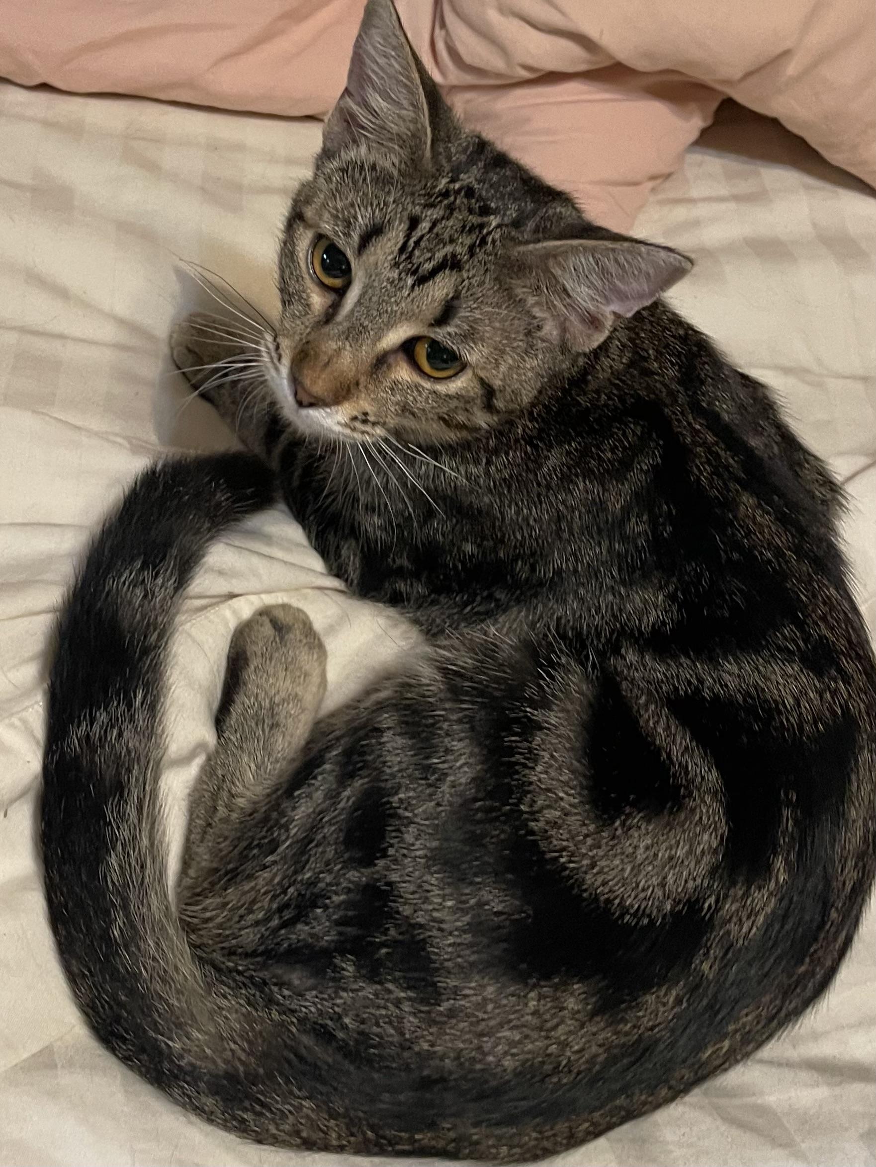 Enlarge Jill, a Adoptable Domestic Short Hair in san antonio, TX image 2/6