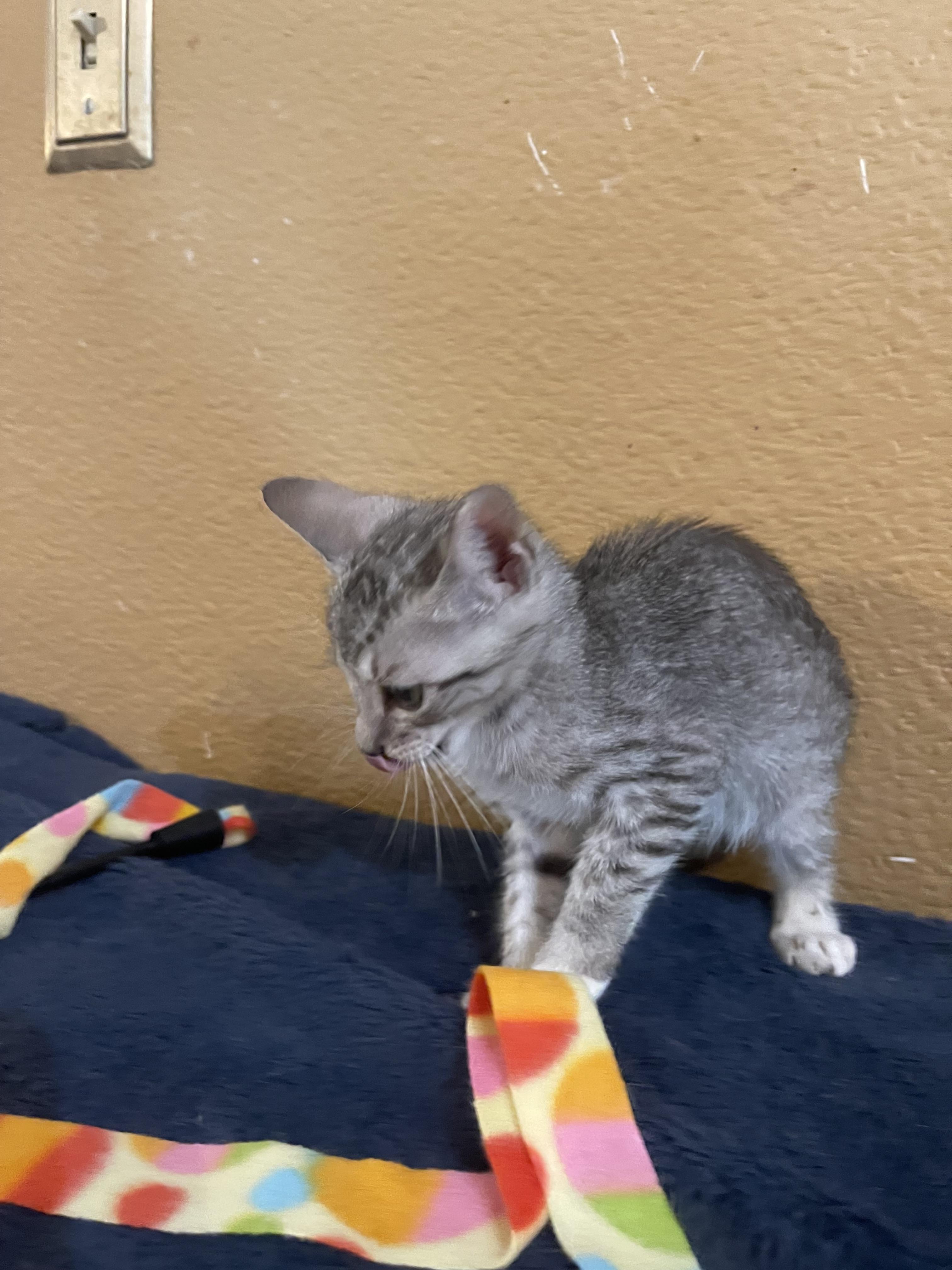 Enlarge Jill, a Adoptable Domestic Short Hair in san antonio, TX image 3/6