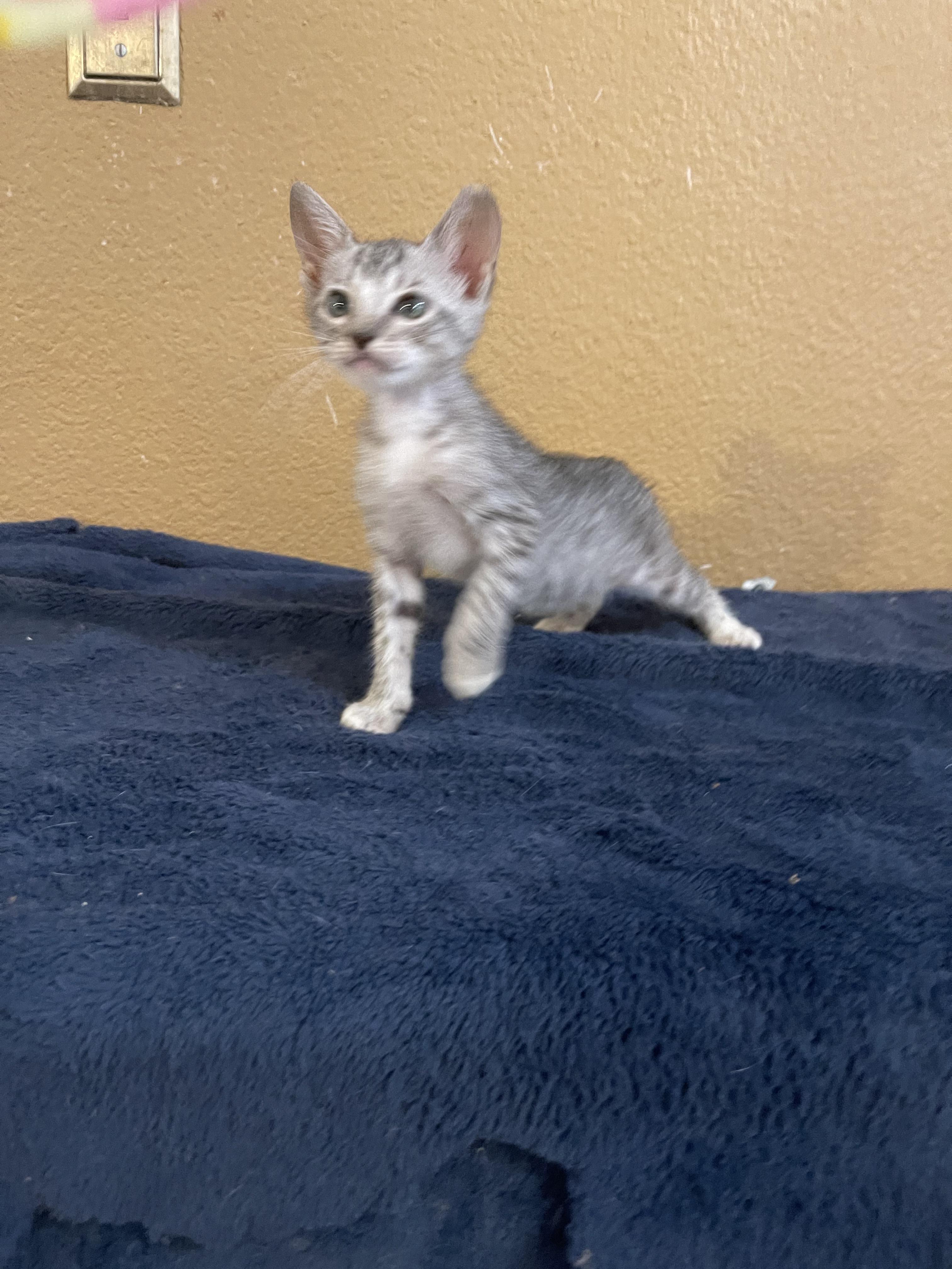 Enlarge Jill, a Adoptable Domestic Short Hair in san antonio, TX image 5/6