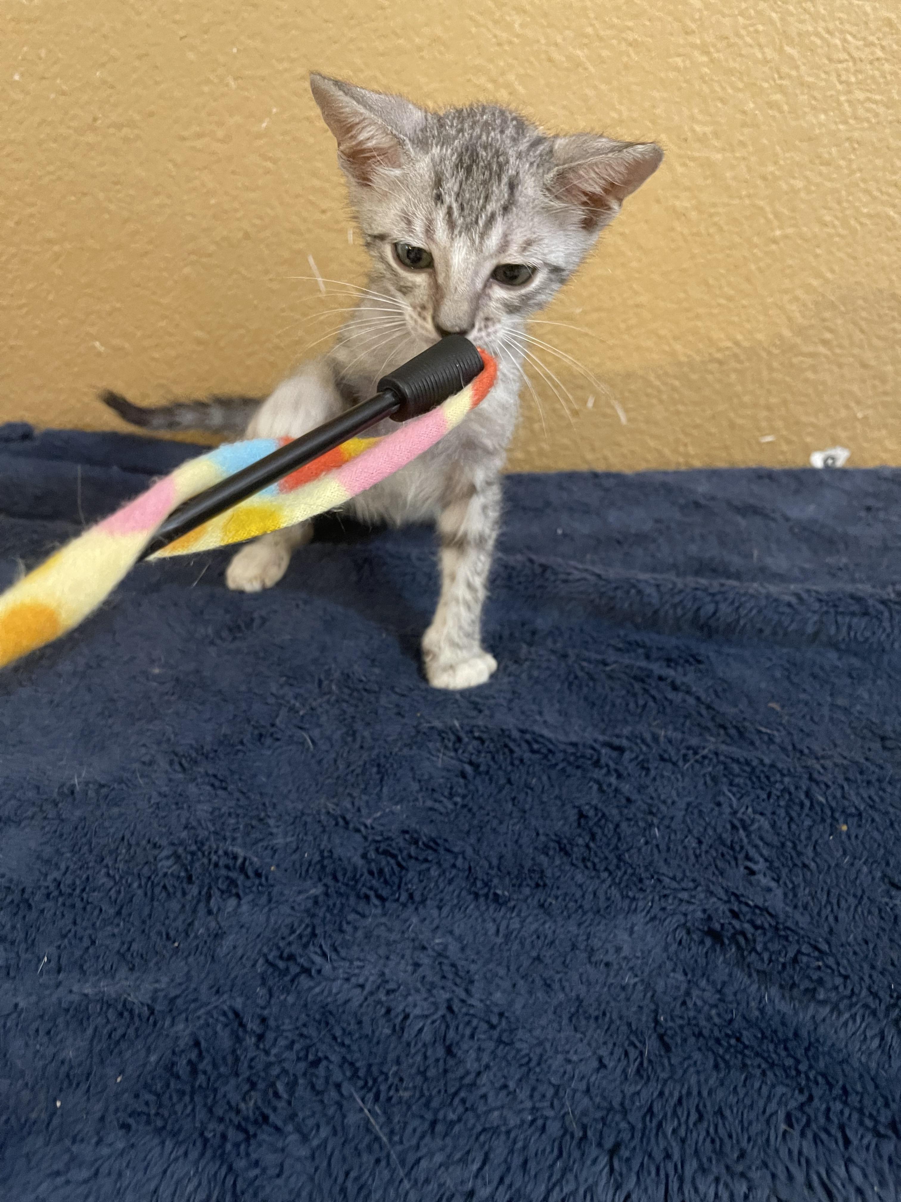 Enlarge Jill, a Adoptable Domestic Short Hair in san antonio, TX image 6/6