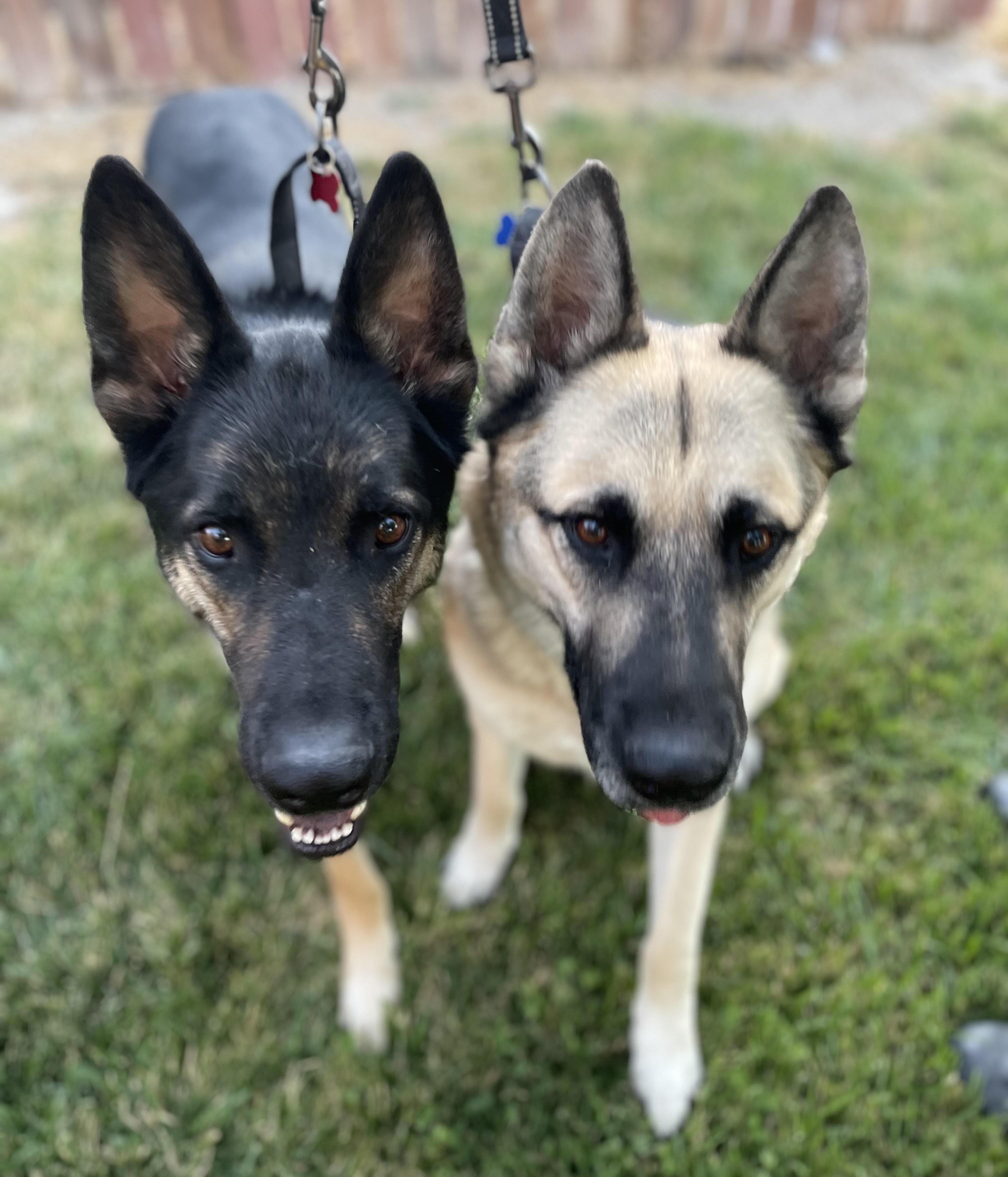 Enlarge Bear (with Chico), a Adoptable German Shepherd Dog in Agua Dulce, CA image 2/6