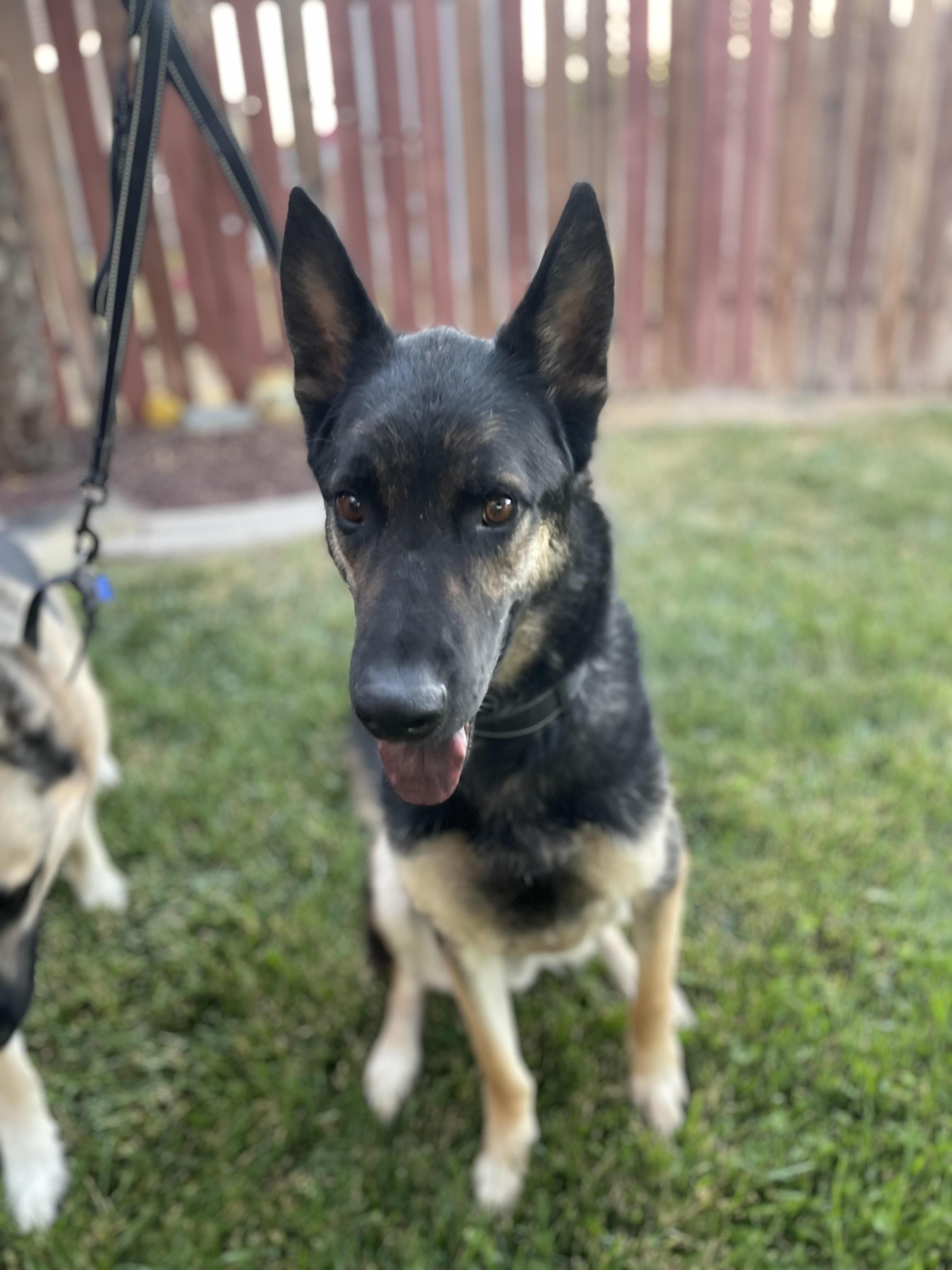 Enlarge Bear (with Chico), a Adoptable German Shepherd Dog in Agua Dulce, CA image 3/6