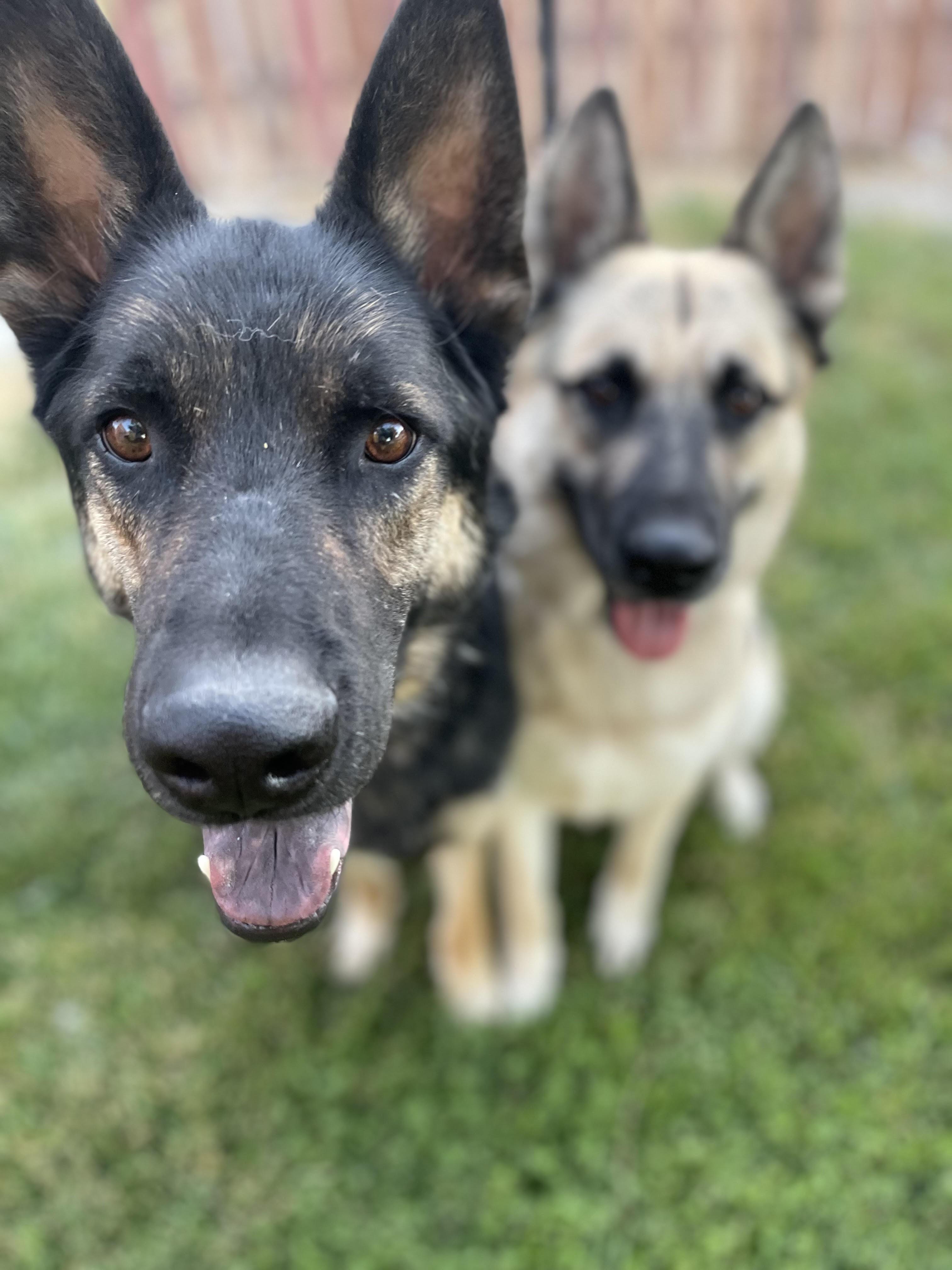 Enlarge Bear (with Chico), a Adoptable German Shepherd Dog in Agua Dulce, CA image 5/6