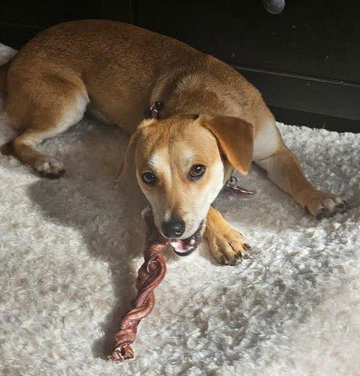 Atlas, Adoptable, Young Male Chihuahua.