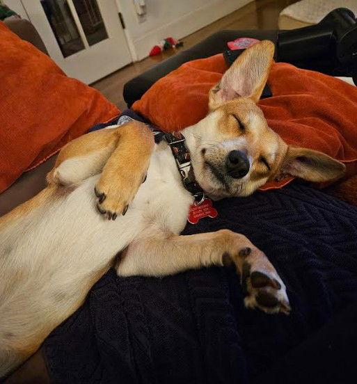 Enlarge Atlas, a Adoptable Chihuahua in San Diego, CA image 2/3