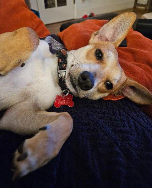 Enlarge Atlas, a Adoptable Chihuahua in San Diego, CA image 3/3