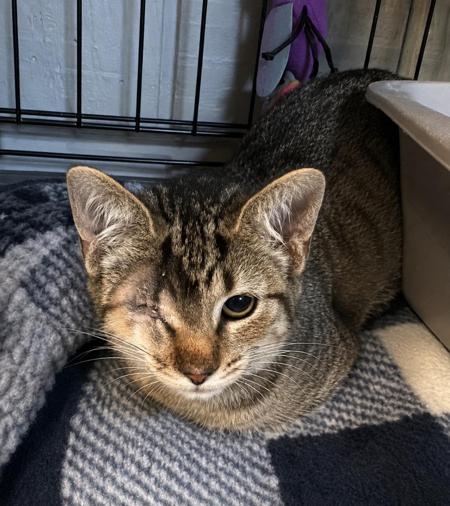 Enlarge Pixie, a Adoptable mixed breed in Warren, MI image 1/1