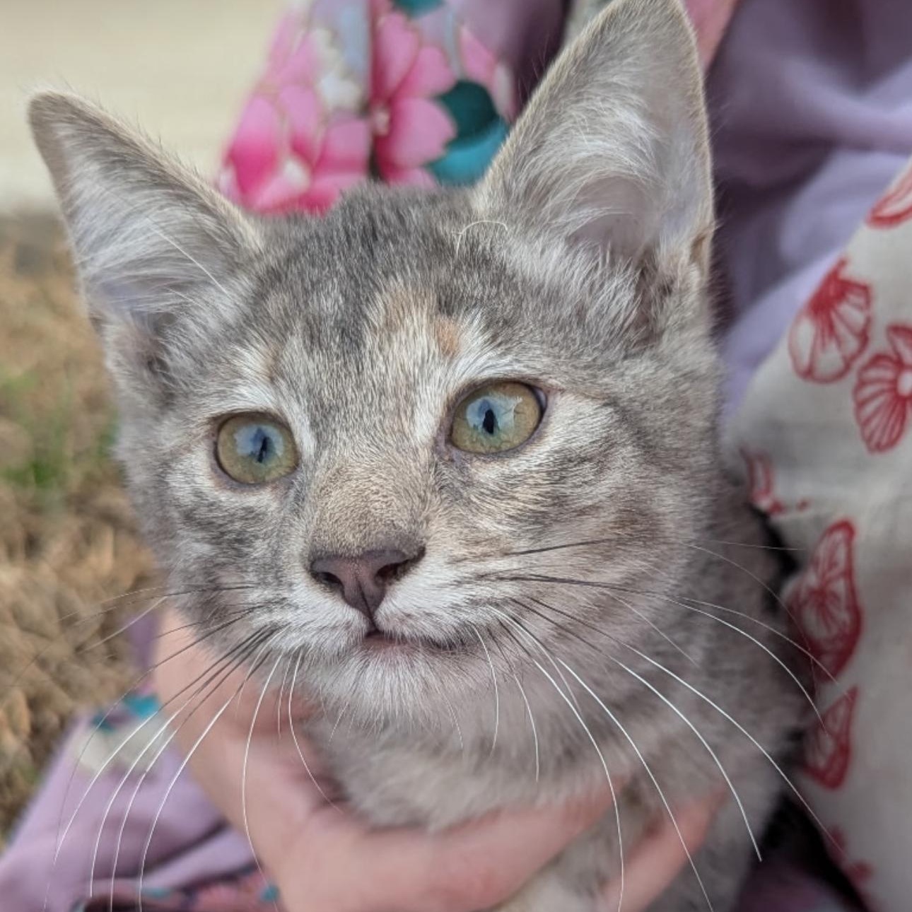 Mouse, ADOPTABLE, Kitten Female Domestic Short Hair.