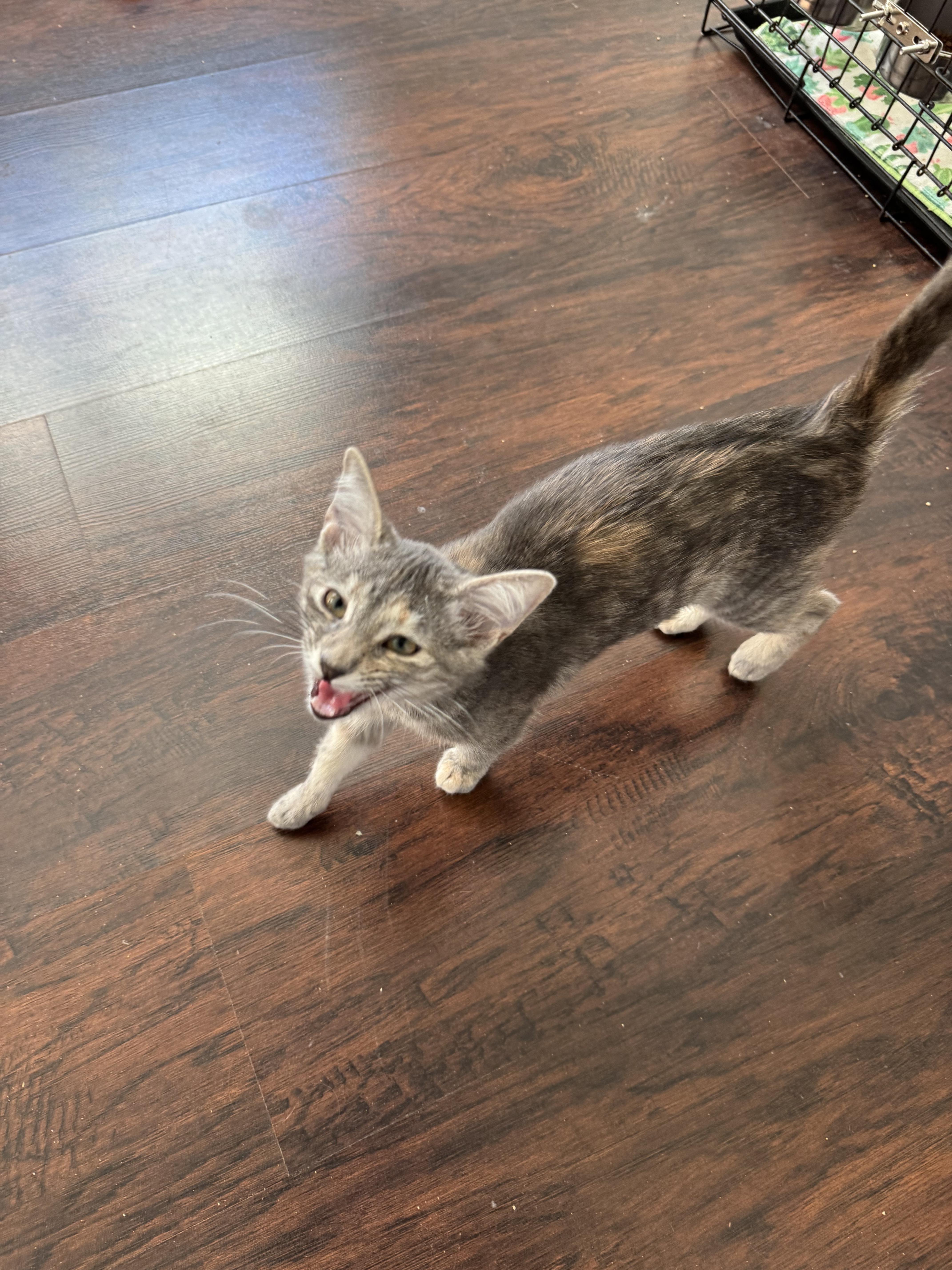 Enlarge Mouse, a ADOPTABLE Domestic Short Hair in Crowley, TX image 5/5