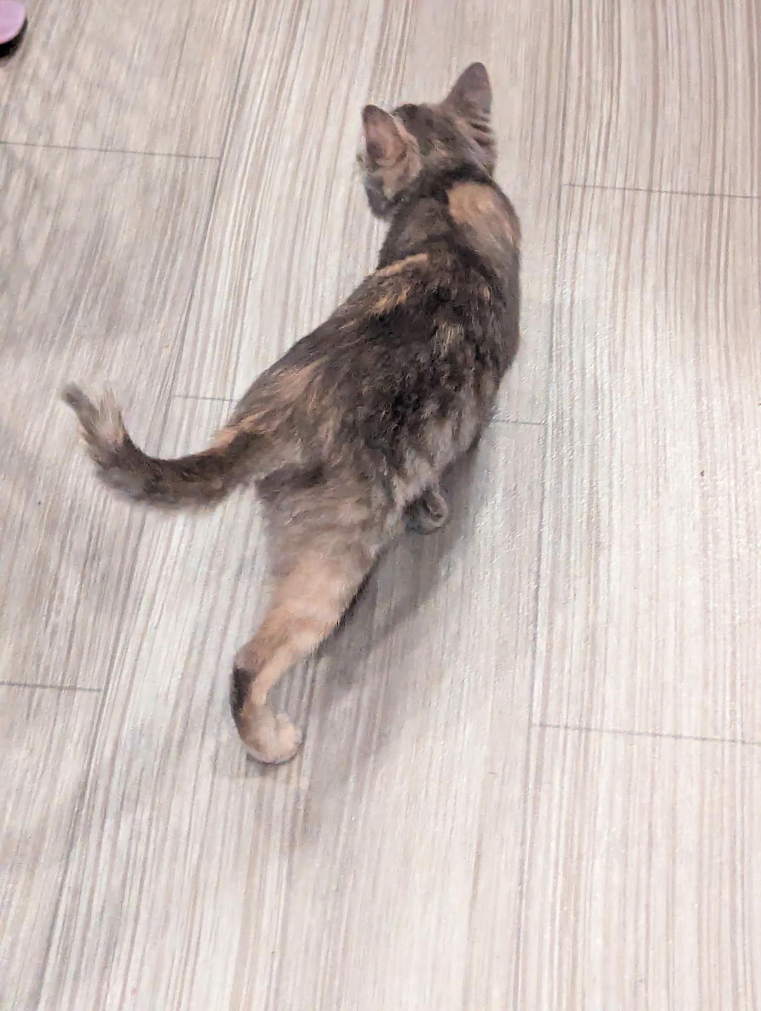 Enlarge Mouse, a ADOPTABLE Domestic Short Hair in Crowley, TX image 3/5