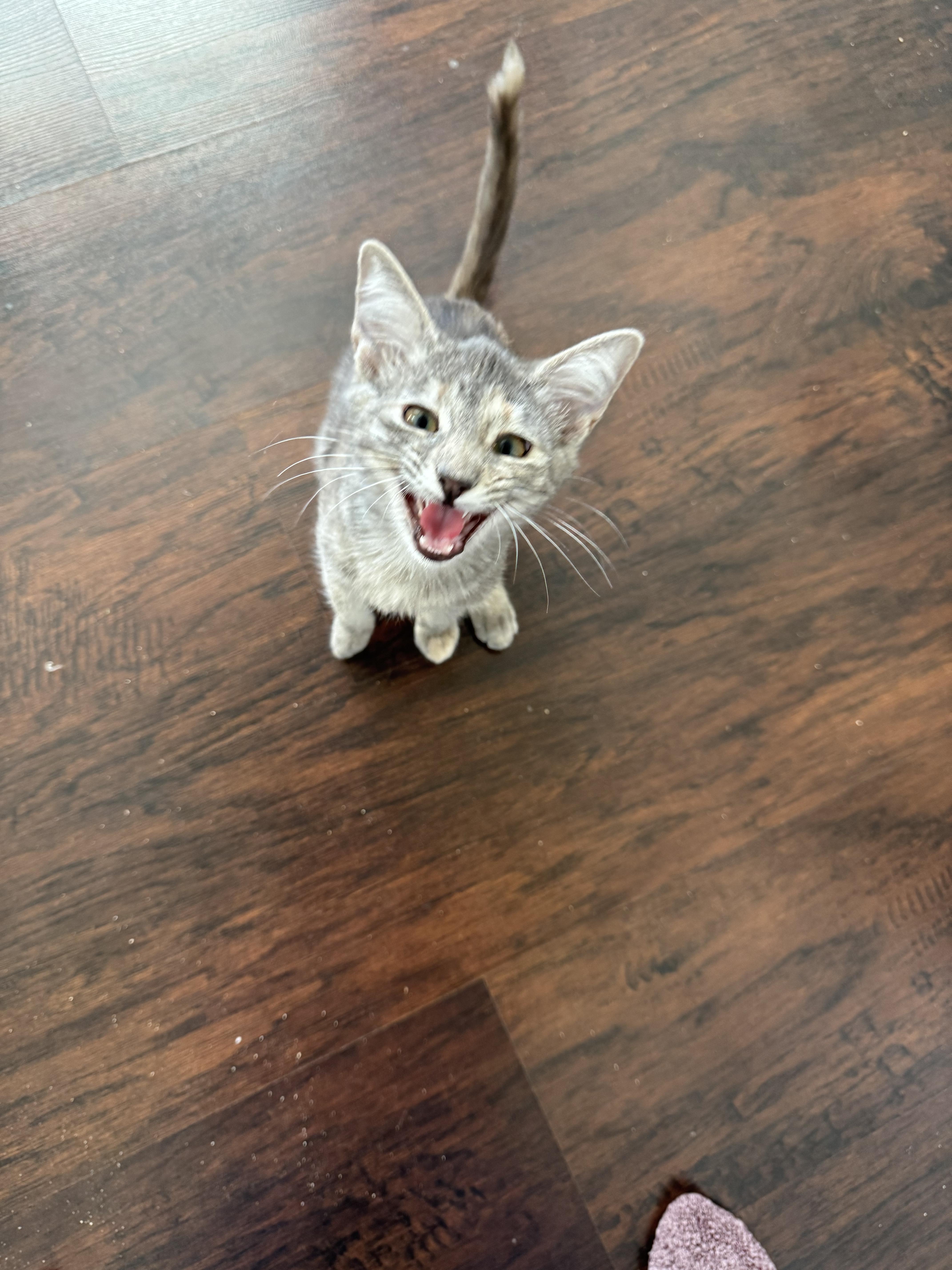 Enlarge Mouse, a ADOPTABLE Domestic Short Hair in Crowley, TX image 4/5