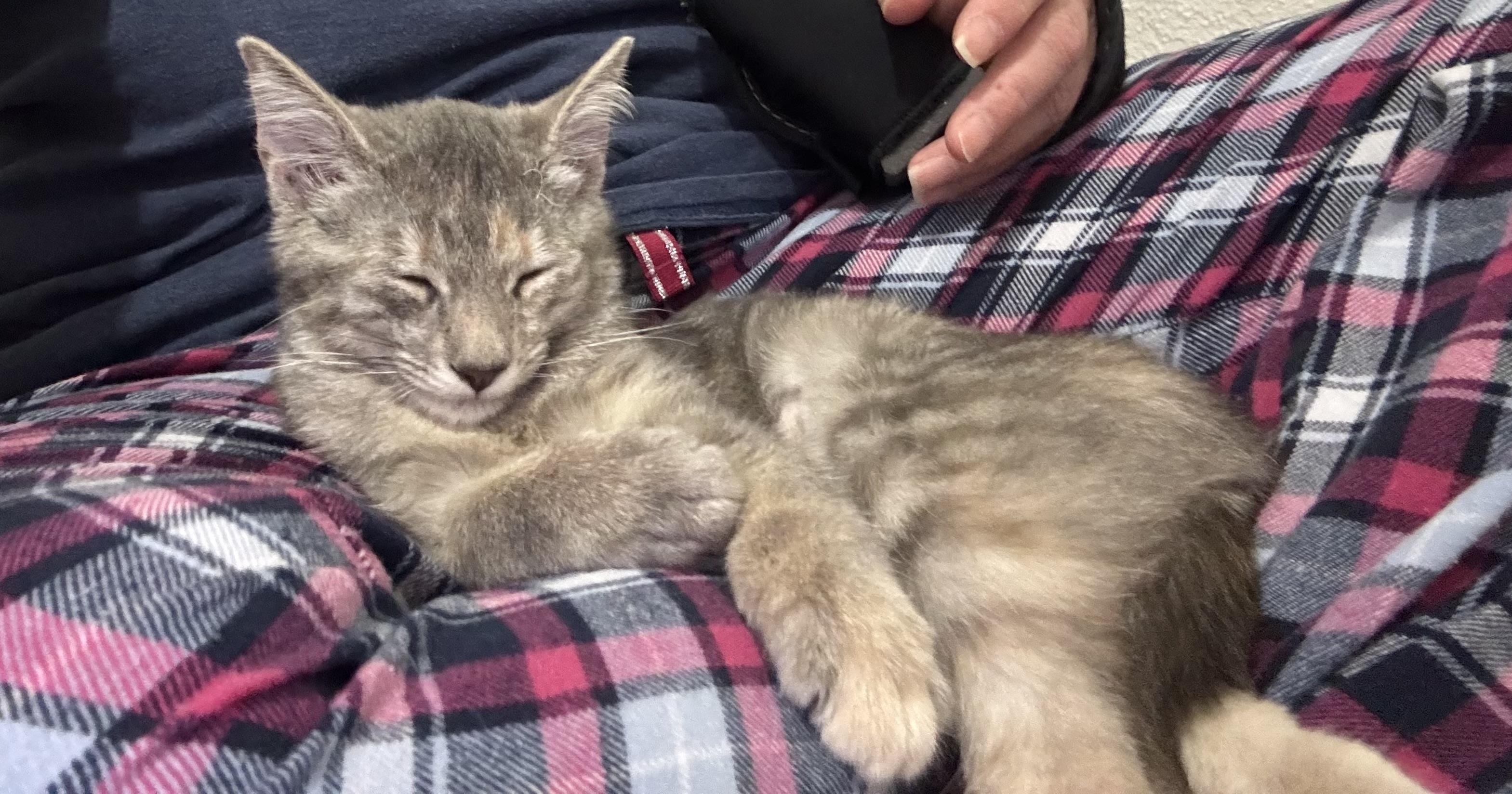 Enlarge Mouse, a ADOPTABLE Domestic Short Hair in Crowley, TX image 2/5