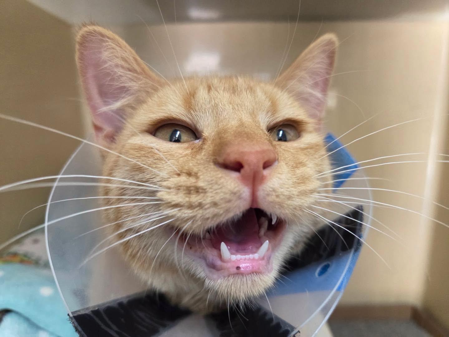 Enlarge Mr Nibbles, a Adoptable Domestic Short Hair in Stillwater, OK image 1/1