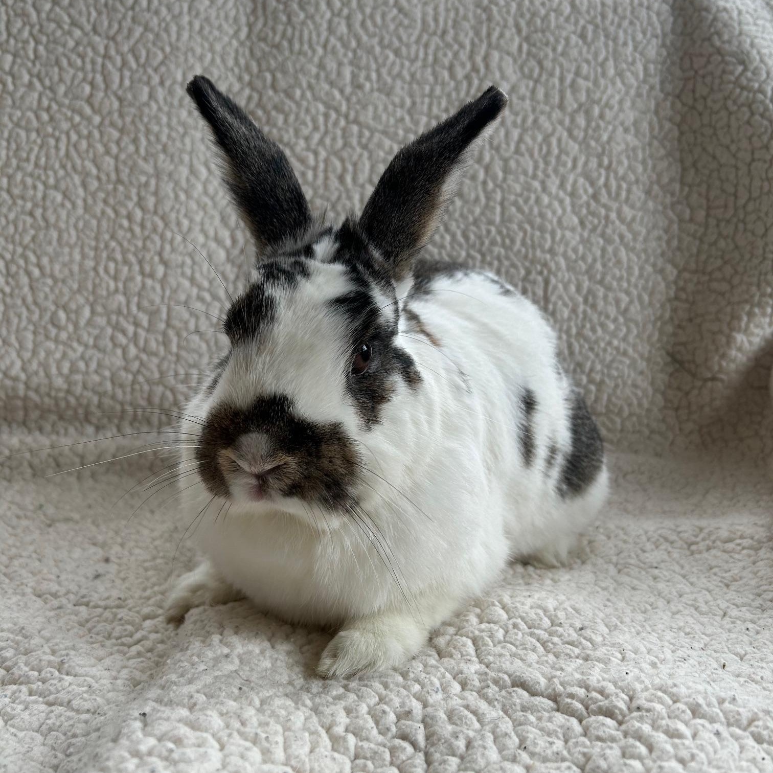 Enlarge Autumn, a Adoptable English Spot in Sauk Village, IL image 4/4