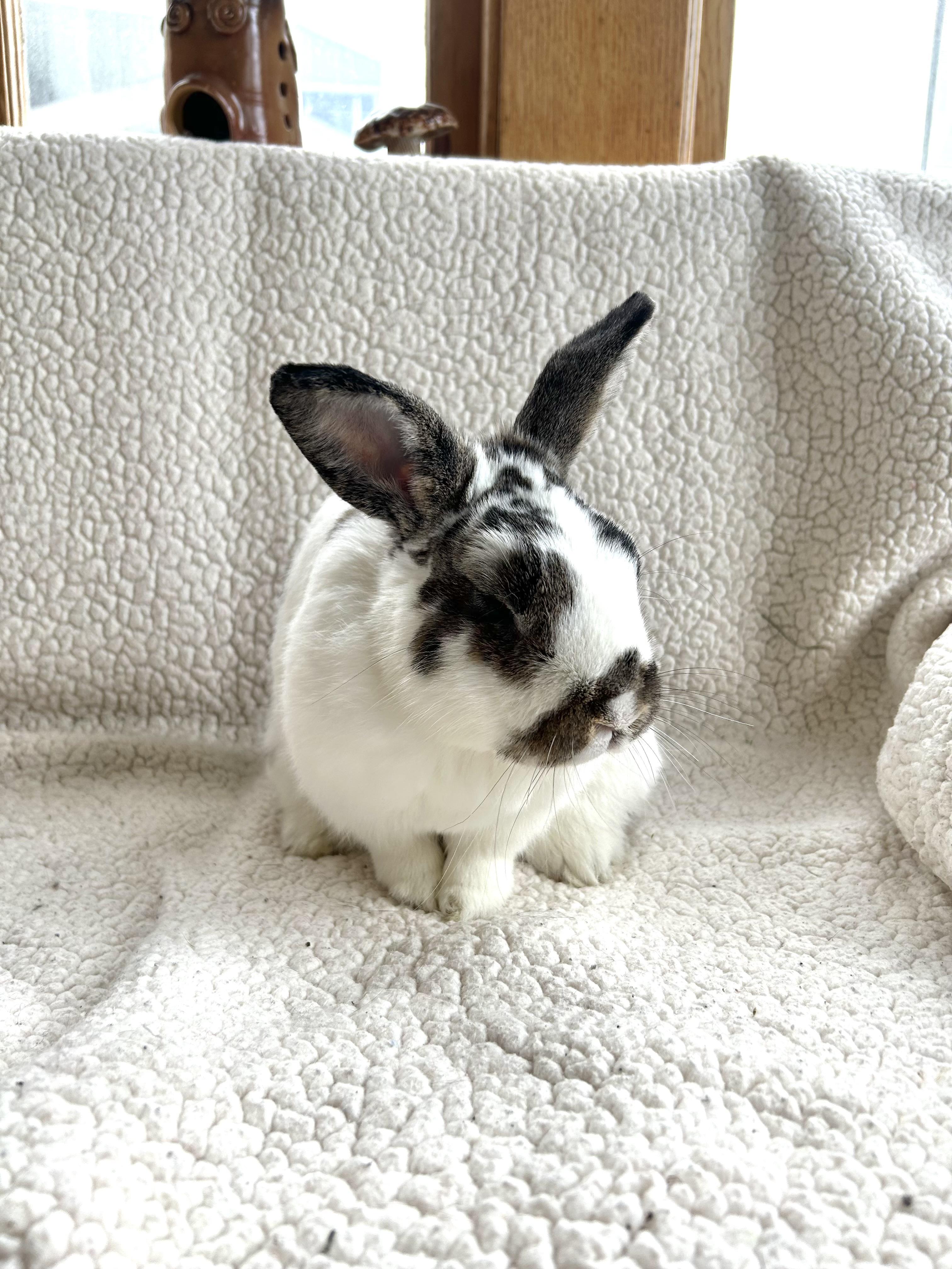 Enlarge Autumn, a Adoptable English Spot in Sauk Village, IL image 2/4