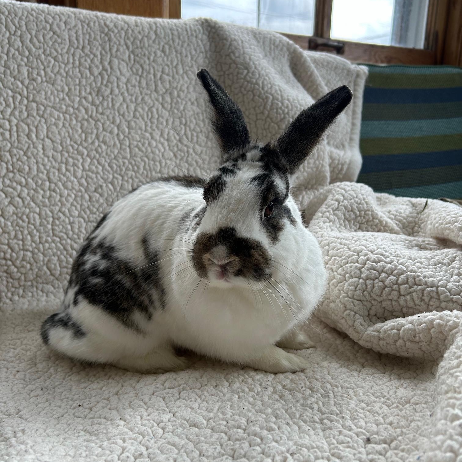 Autumn, Adoptable, Adult Female English Spot.