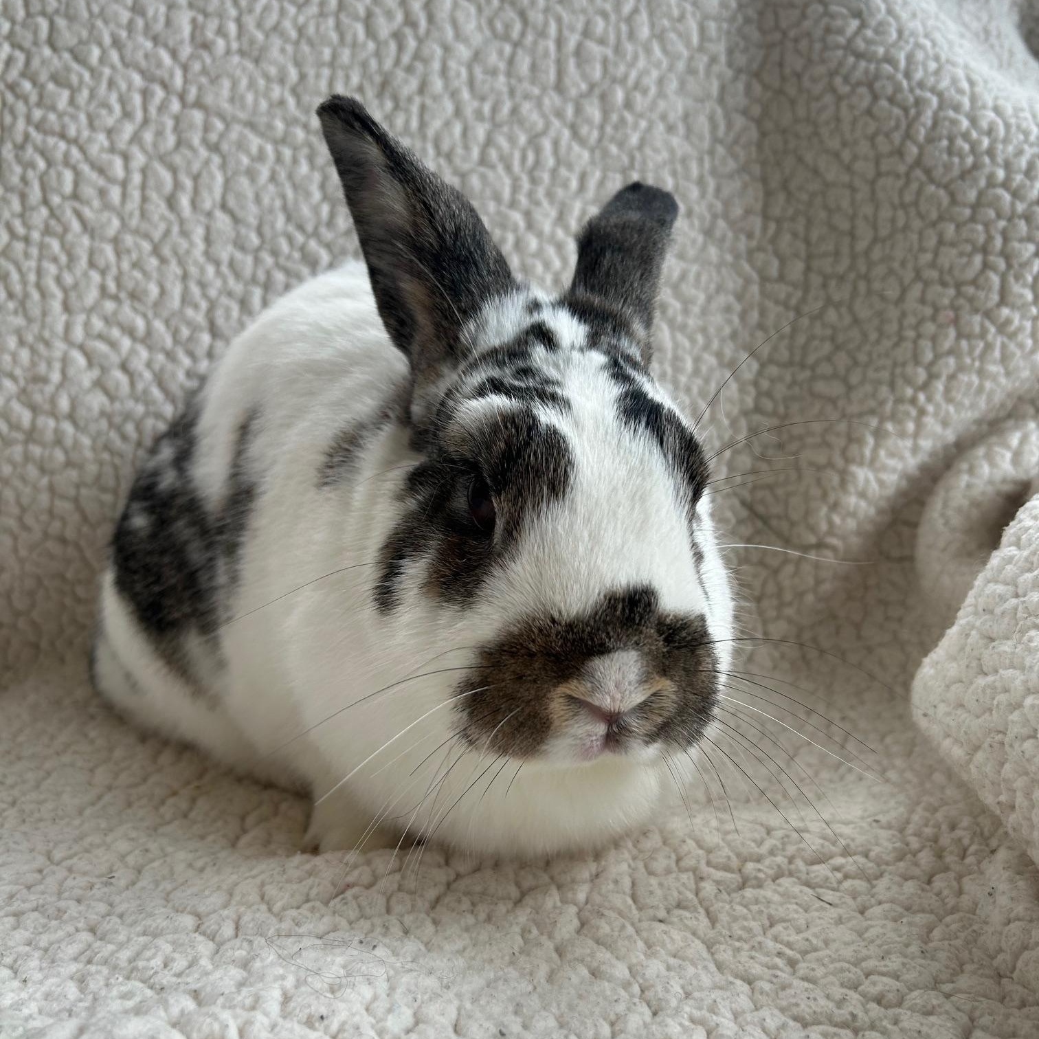 Enlarge Autumn, a Adoptable English Spot in Sauk Village, IL image 3/4