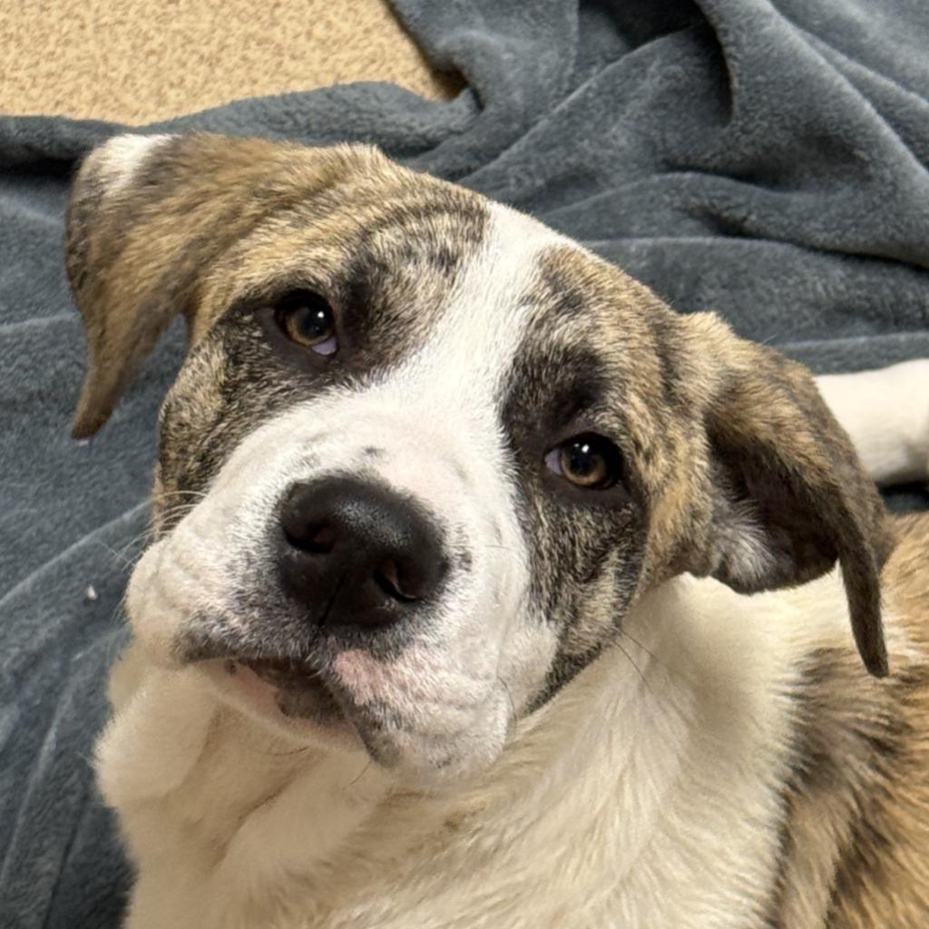 Fable, Adoptable, Puppy Female Mixed Breed.