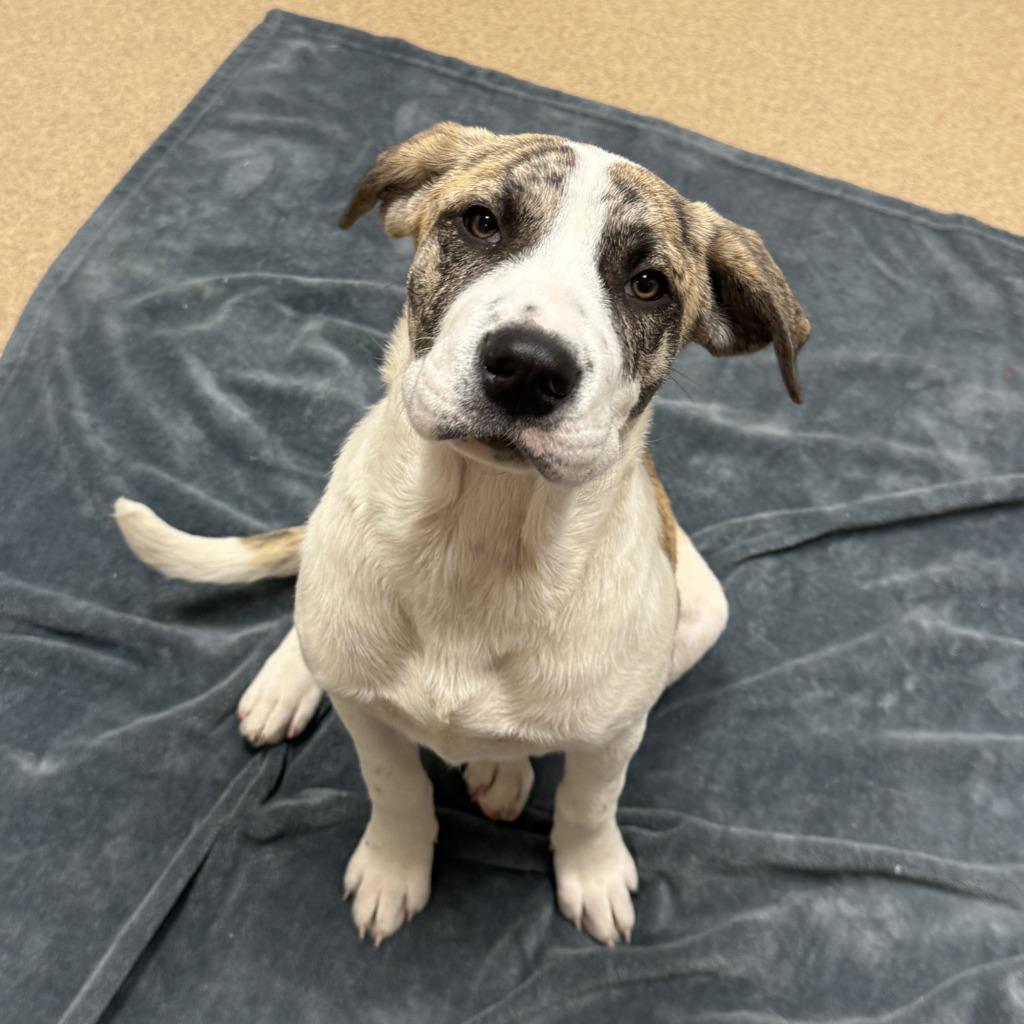 Fable, a Adoptable mixed breed in Brenham, TX image 2/6