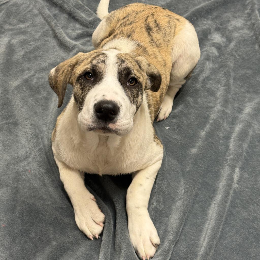 Fable, a Adoptable mixed breed in Brenham, TX image 3/6