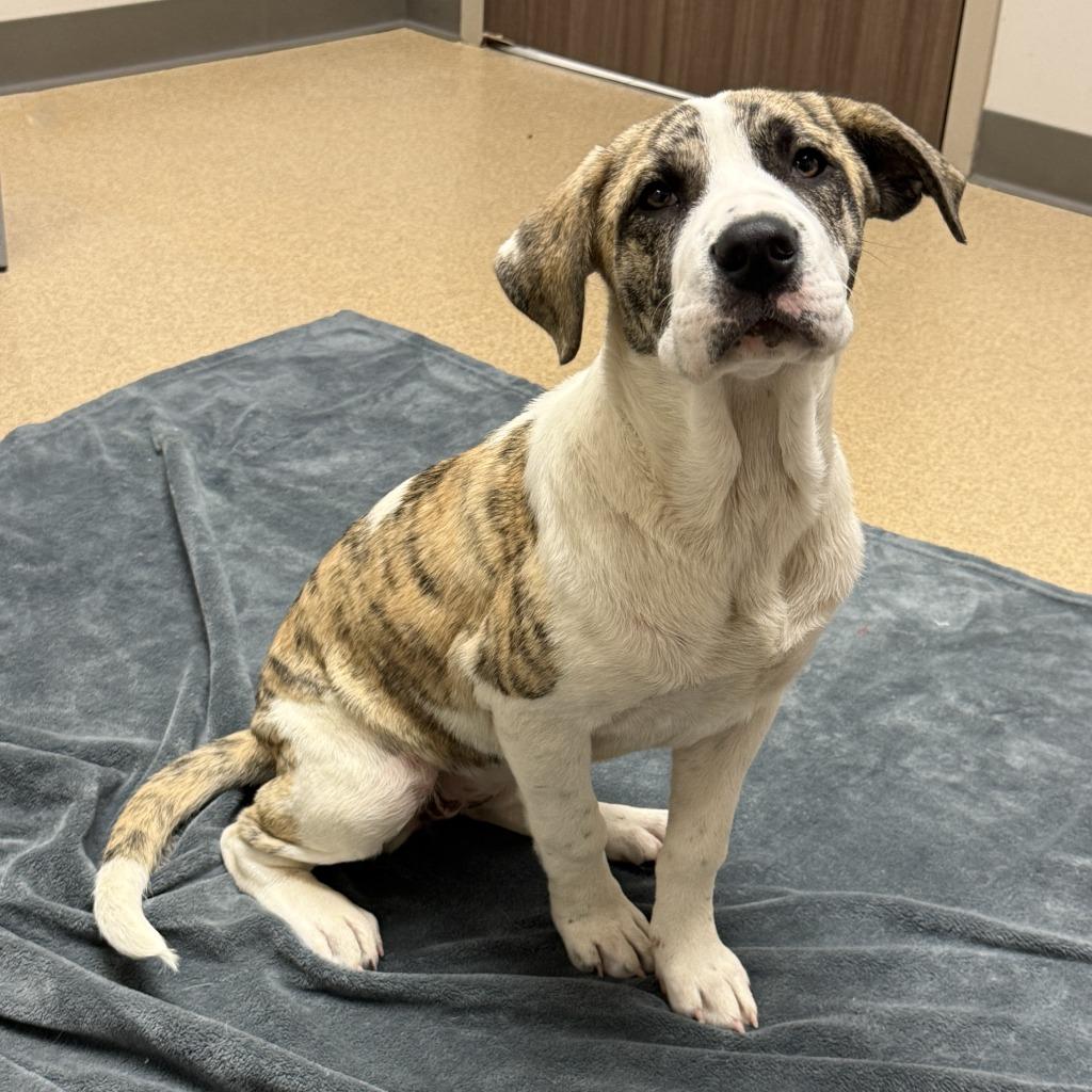 Fable, a Adoptable mixed breed in Brenham, TX image 4/6