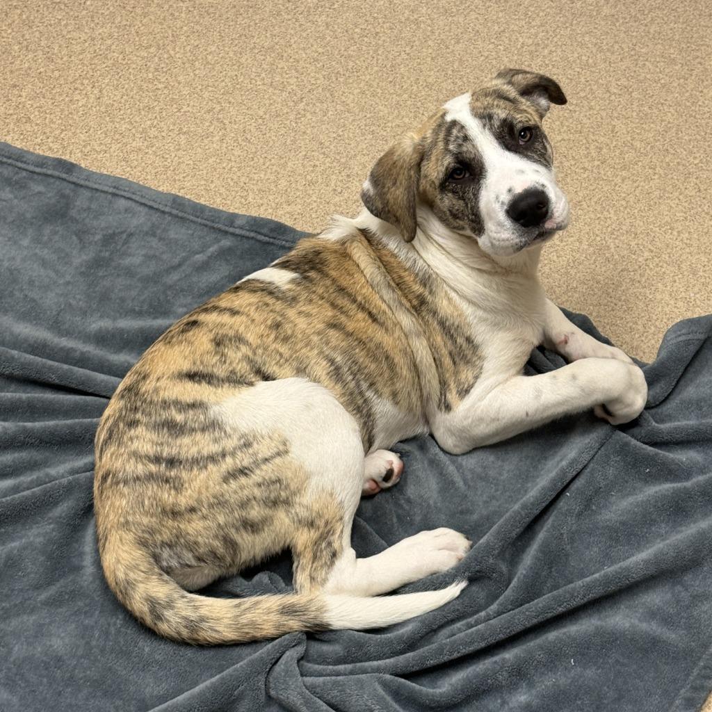 Fable, a Adoptable mixed breed in Brenham, TX image 5/6
