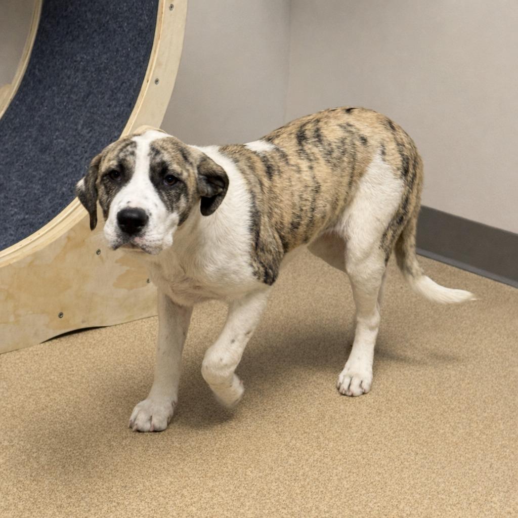 Fable, a Adoptable mixed breed in Brenham, TX image 6/6