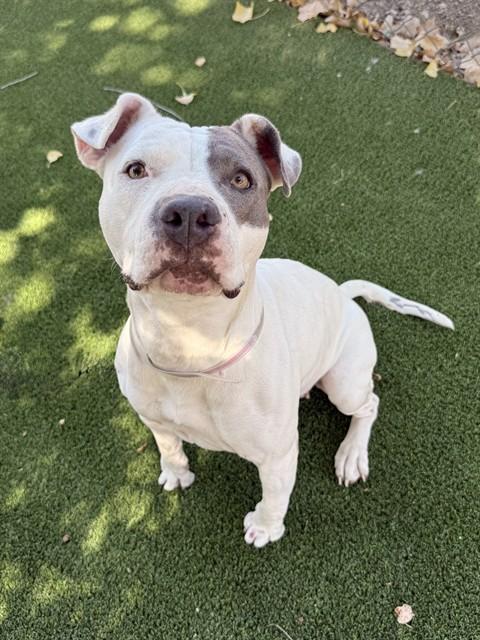 BELLA, Adoptable, Young Female Pit Bull Terrier.