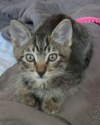 Enlarge TIG, a Adoptable mixed breed in Coquitlam, BC image 2/6