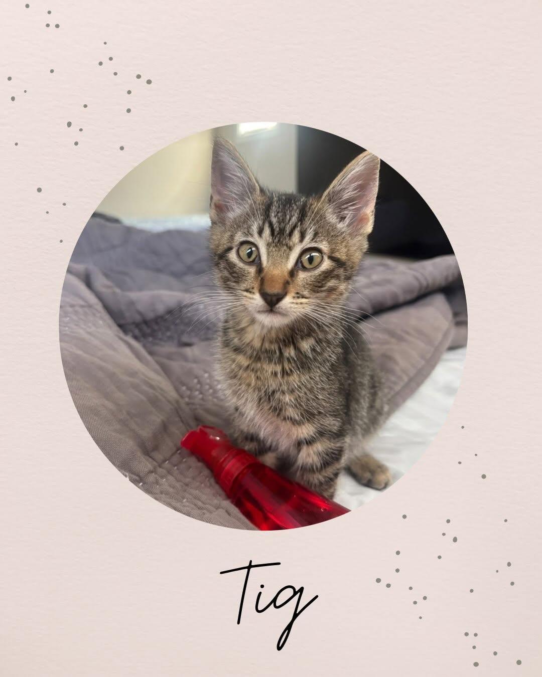 TIG, Adoptable, Kitten Male Domestic Medium Hair.