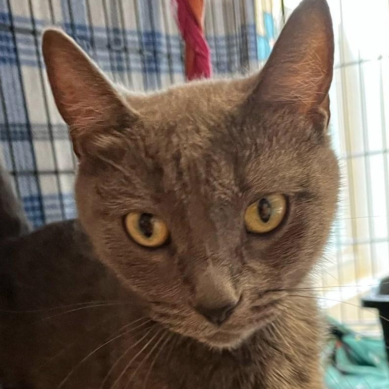 Aggie — thumbnail 2