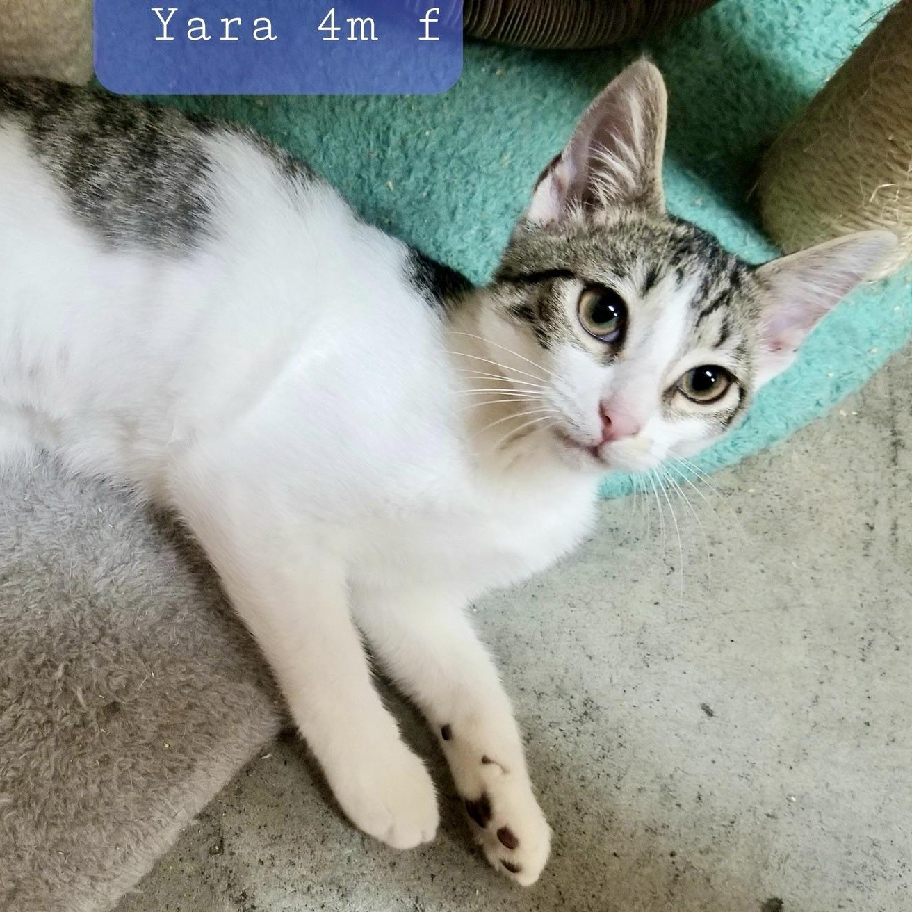 Yara