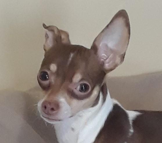 ABBY, ADOPTABLE, Young Female Chihuahua.