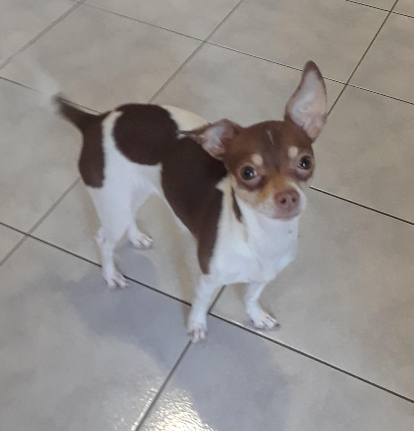 Enlarge ABBY, a ADOPTABLE mixed breed in Toronto, ON image 2/3