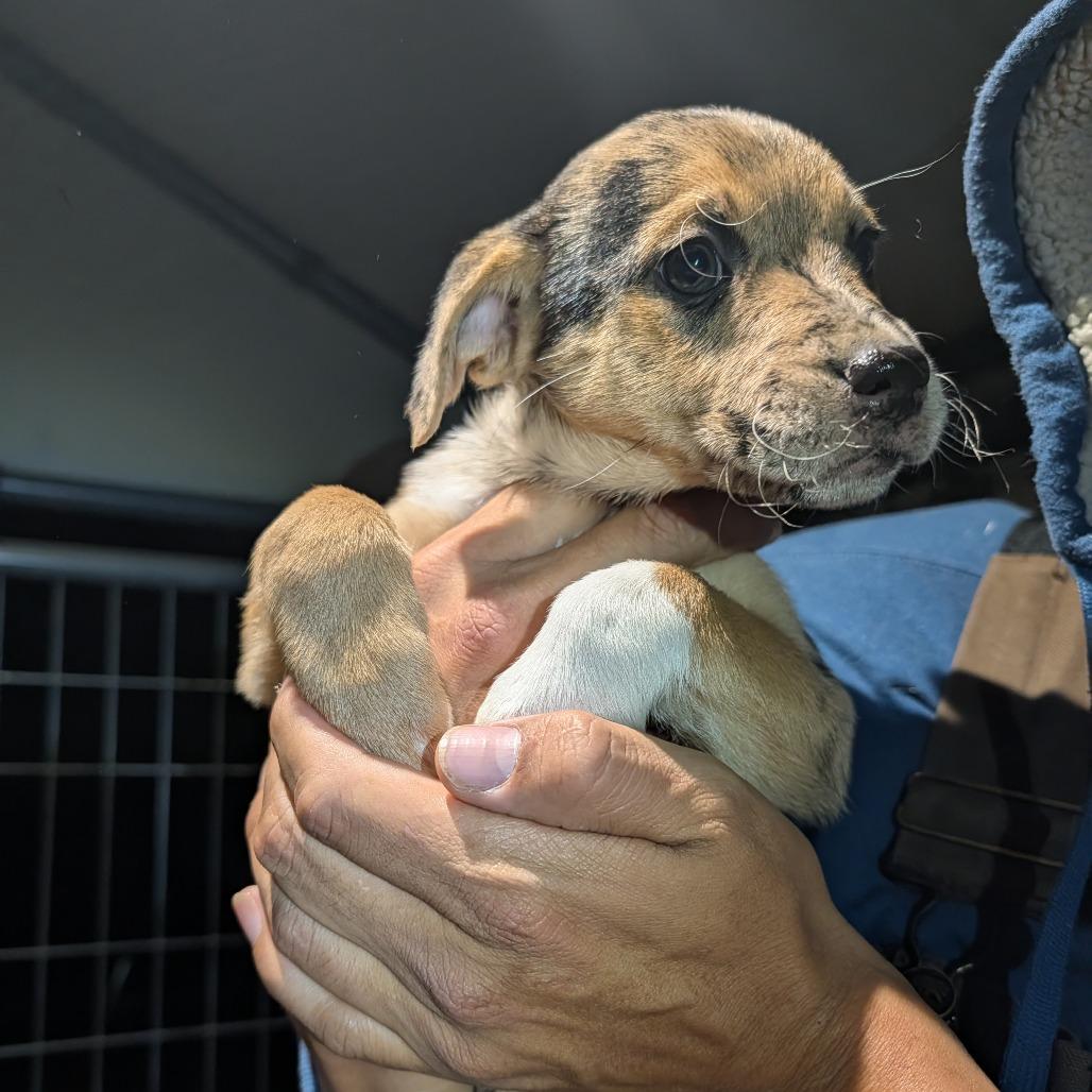 Candyland, Adoptable, Puppy Female Mixed Breed.