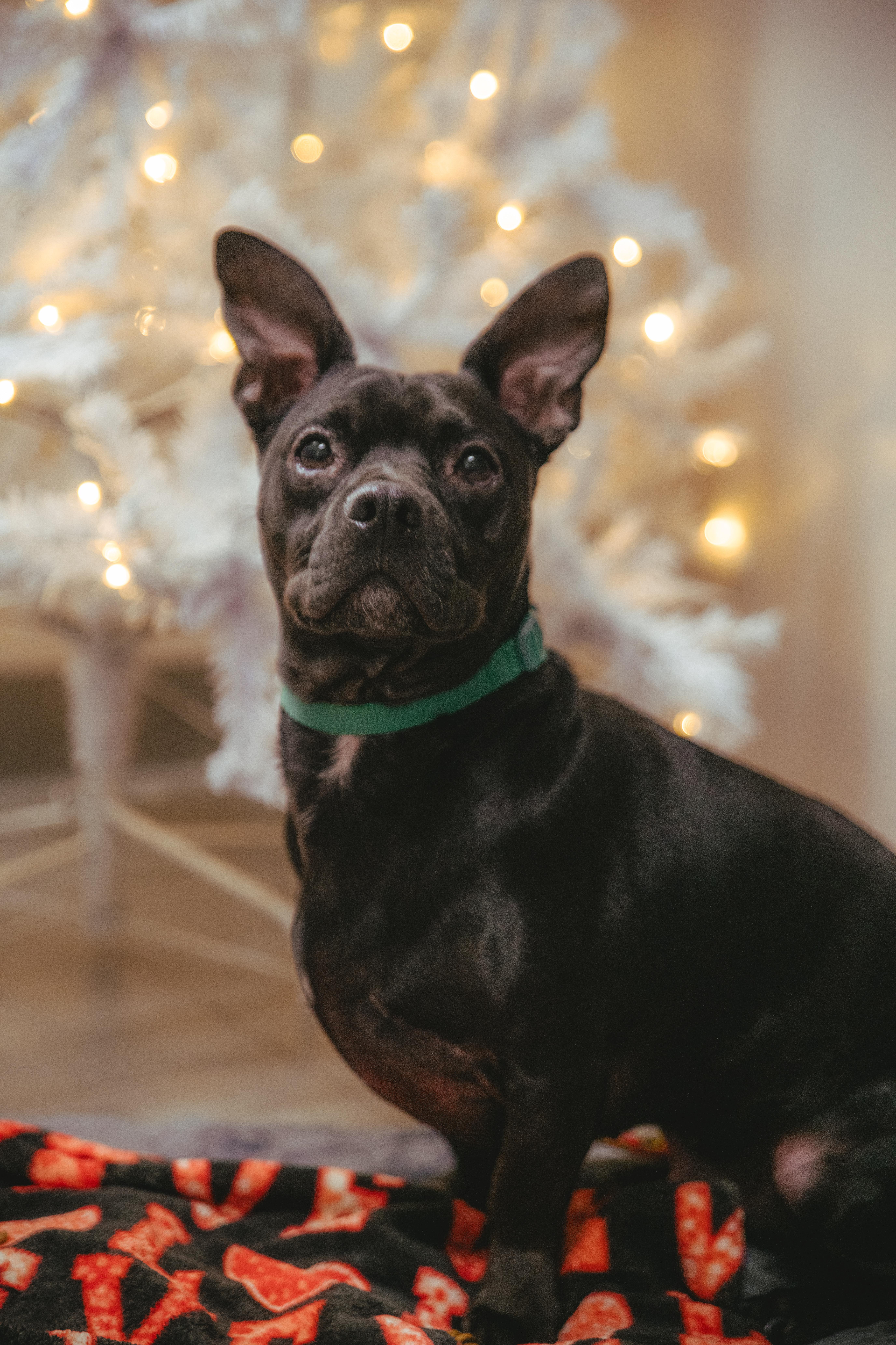 Antoine, Adoptable, Adult Male Terrier.