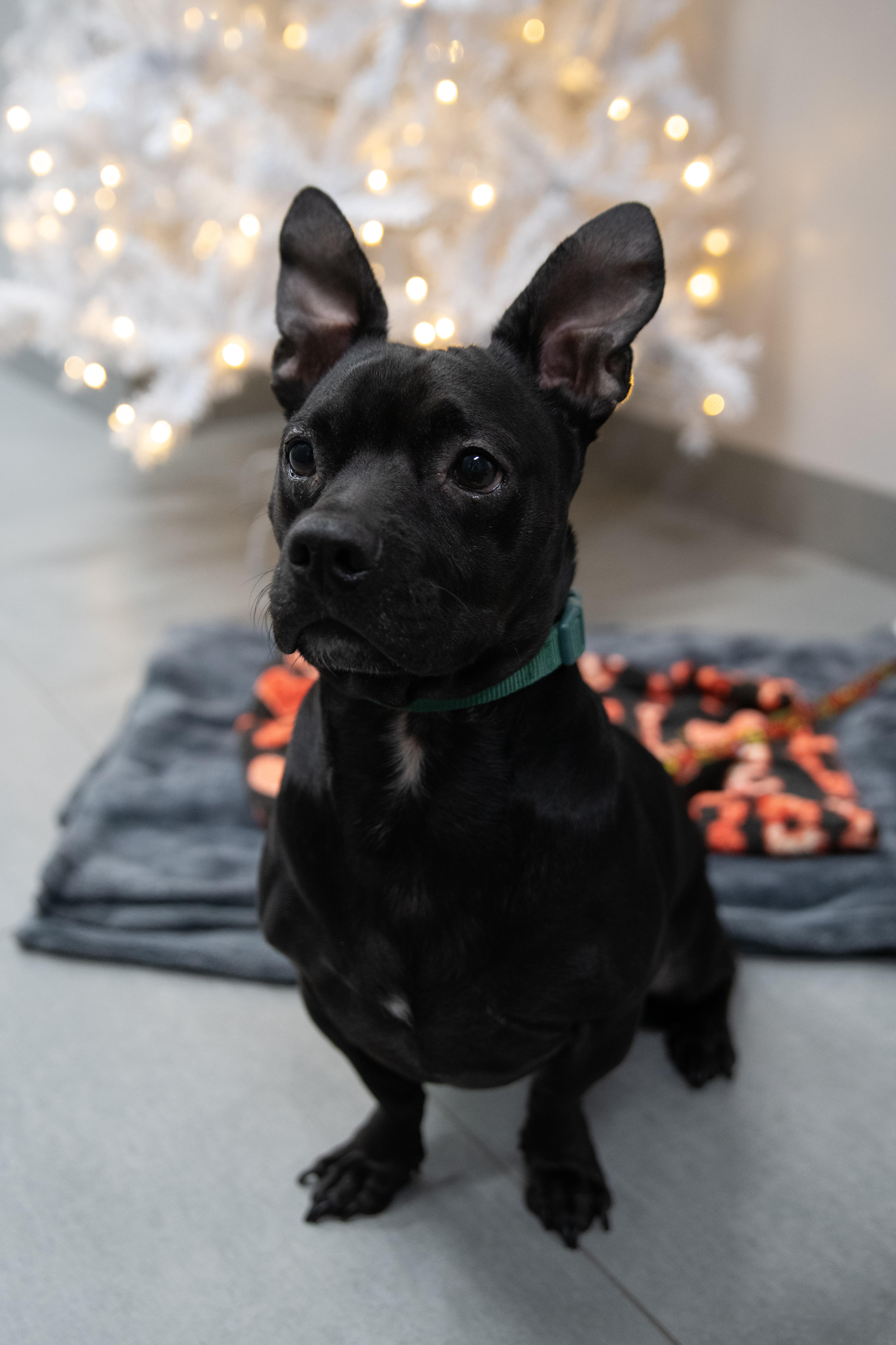 Enlarge Antoine, a Adoptable mixed breed in West Hollywood, CA image 4/5
