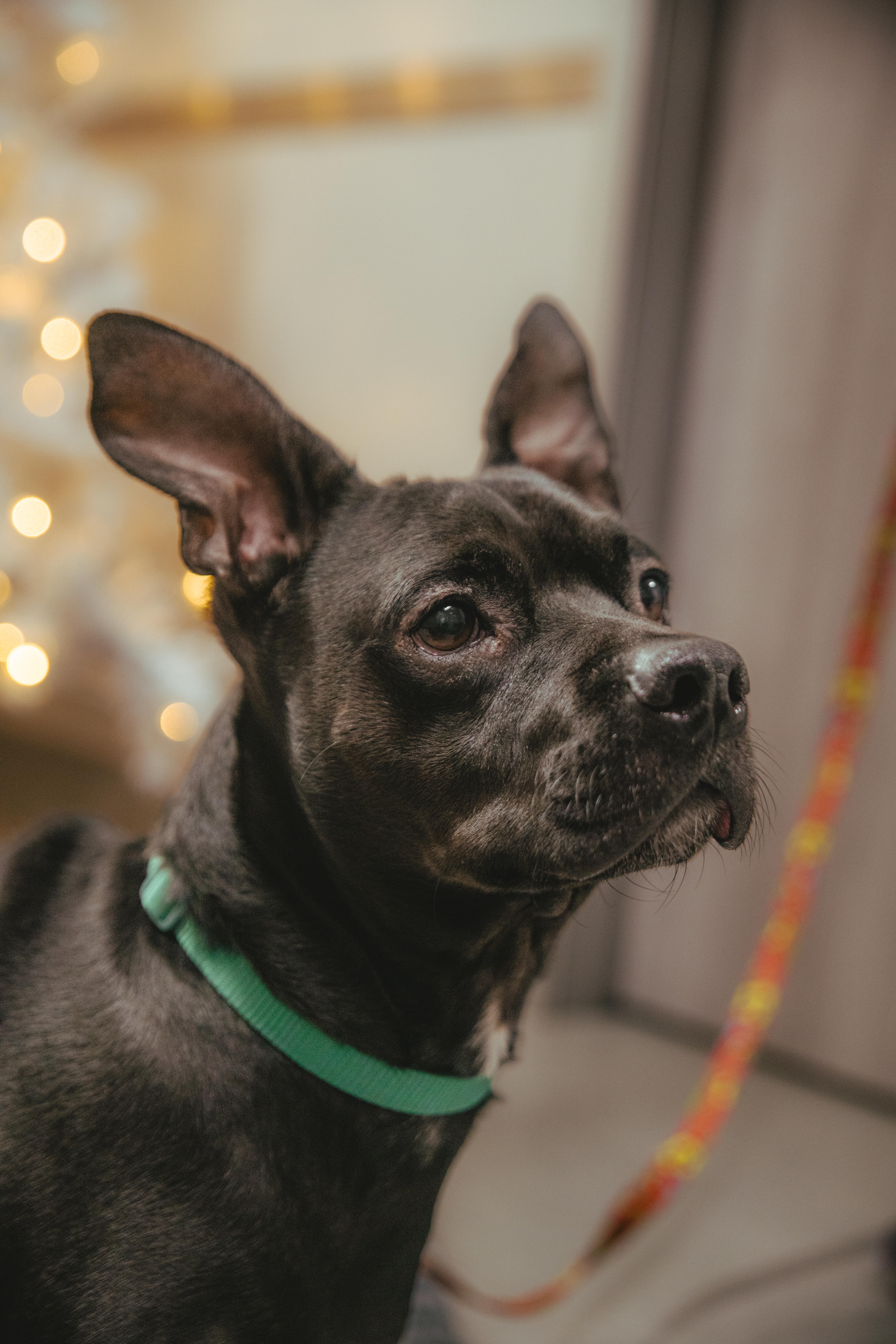 Enlarge Antoine, a Adoptable mixed breed in West Hollywood, CA image 5/5