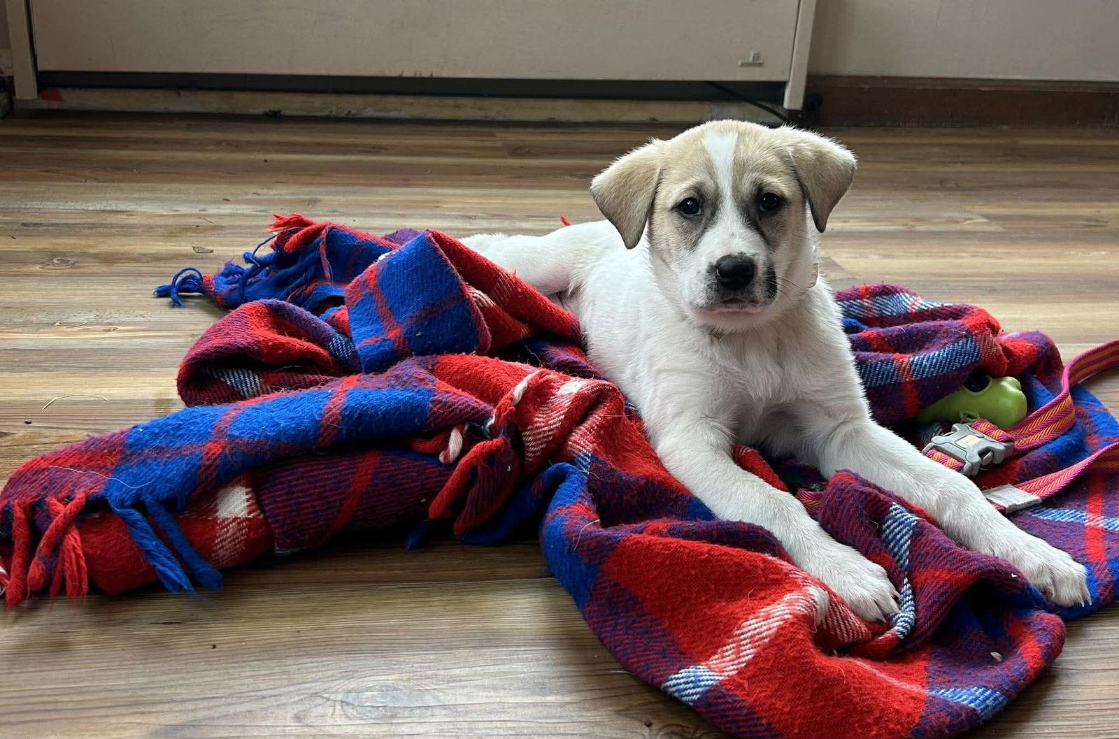 PORTIA, a Adoptable Great Pyrenees in Pomfret Center, CT image 2/3