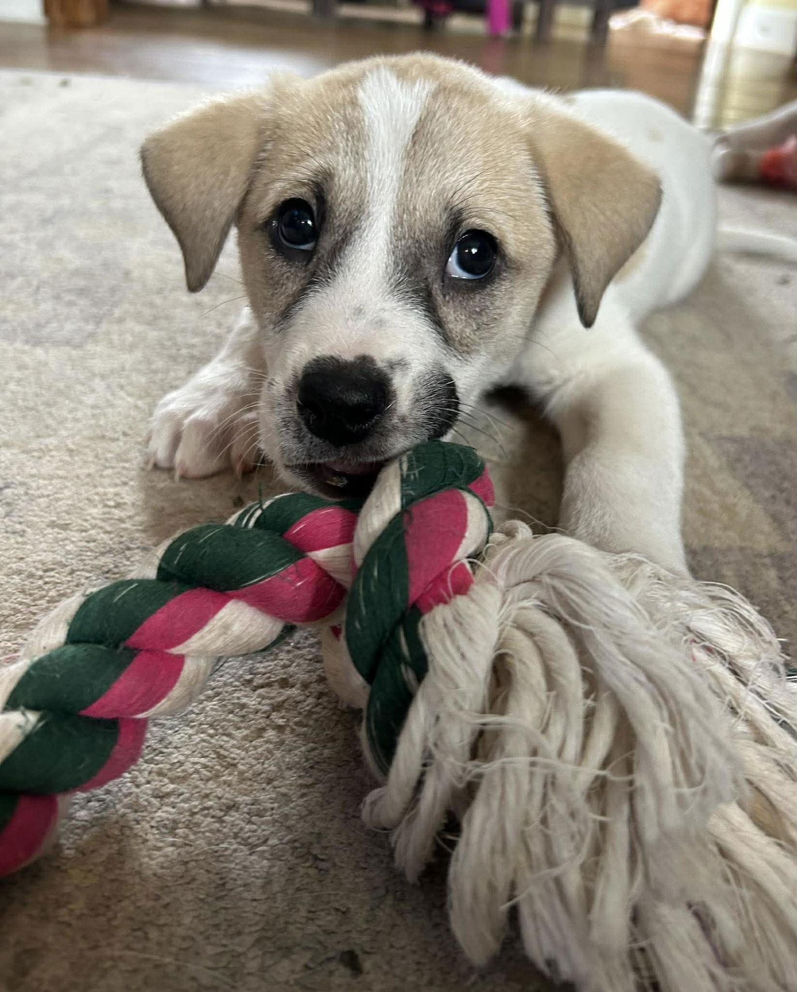 PORTIA, a Adoptable Great Pyrenees in Pomfret Center, CT image 3/3