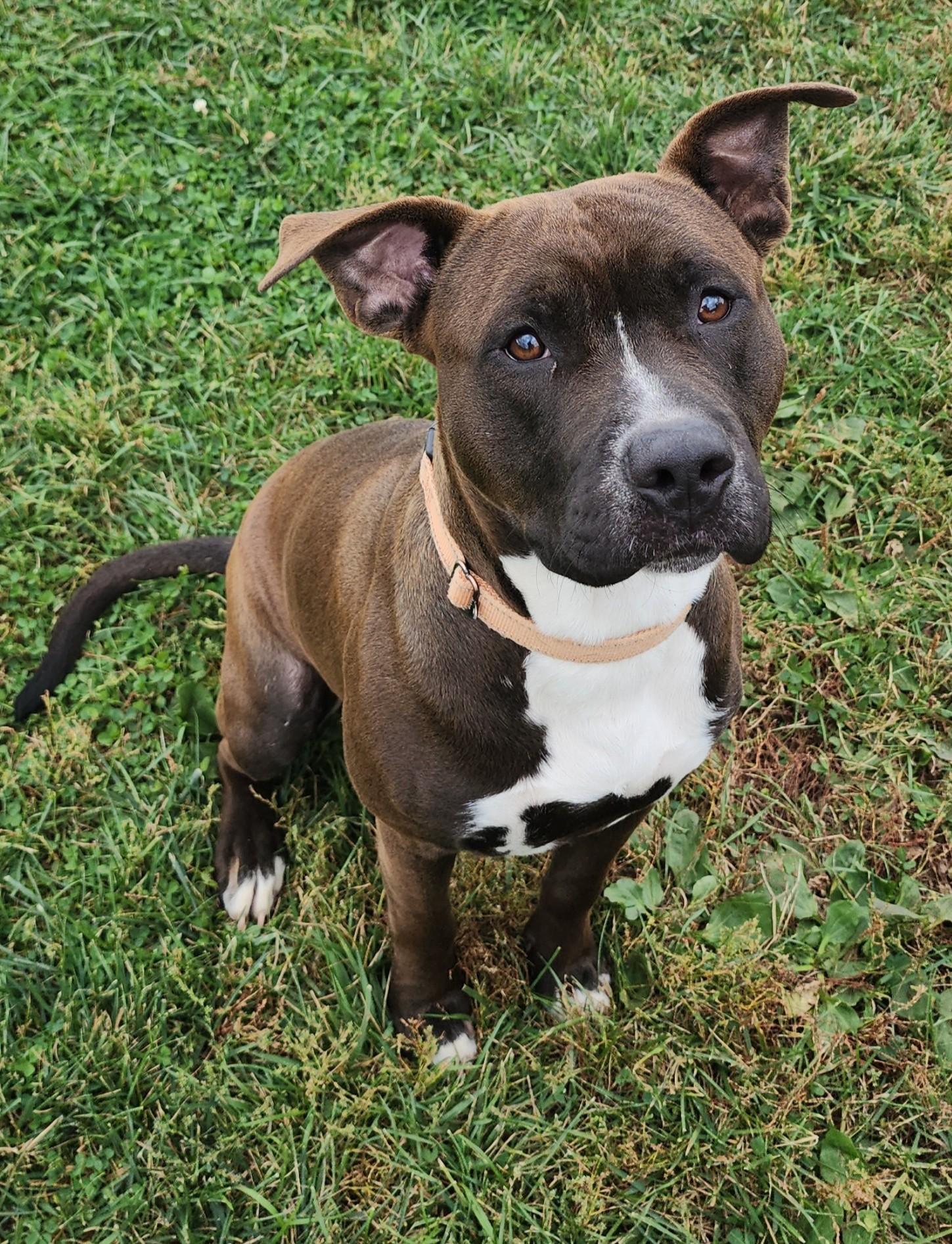 Rusty, Adoptable, Young Male Pit Bull Terrier.