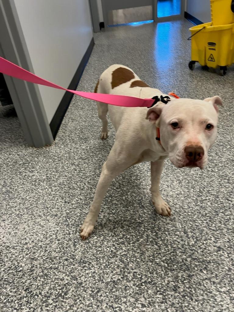 Stuart, Adoptable, Adult Male Pit Bull Terrier.