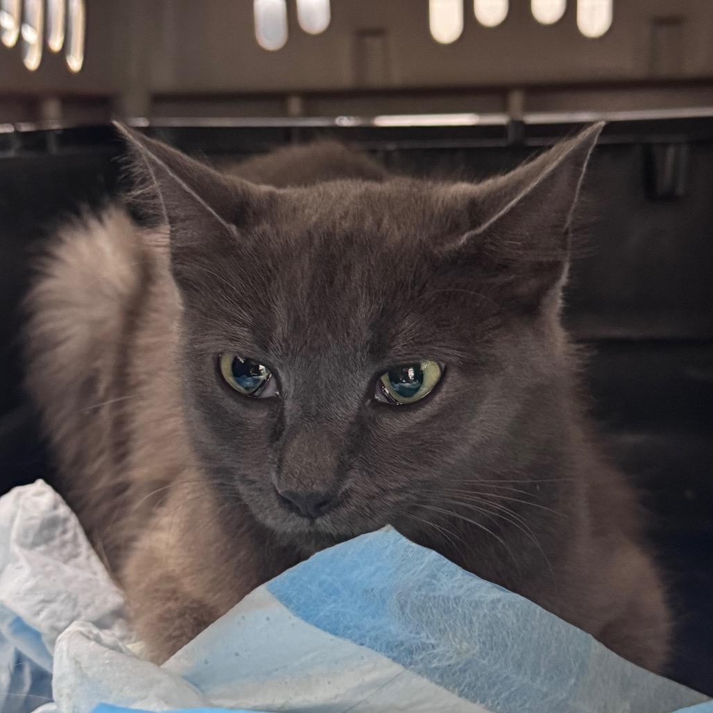 Quinn, Adoptable, Adult Female Domestic Short Hair.
