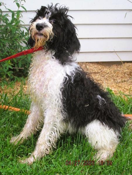 Olivia, an adopted mixed breed in Frederick, MD image 3/4