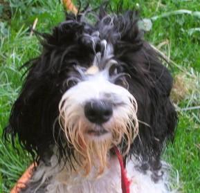 Olivia, an adopted mixed breed in Frederick, MD image 1/4