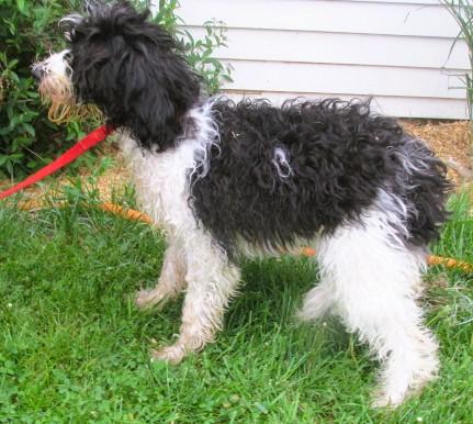 Olivia, an adopted mixed breed in Frederick, MD image 2/4