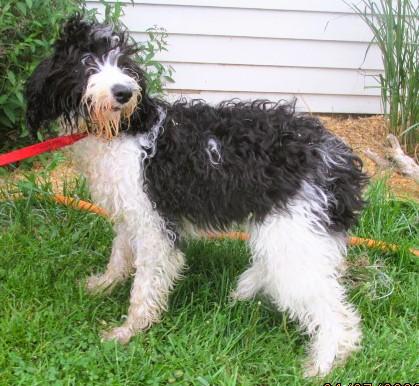 Olivia, an adopted mixed breed in Frederick, MD image 4/4