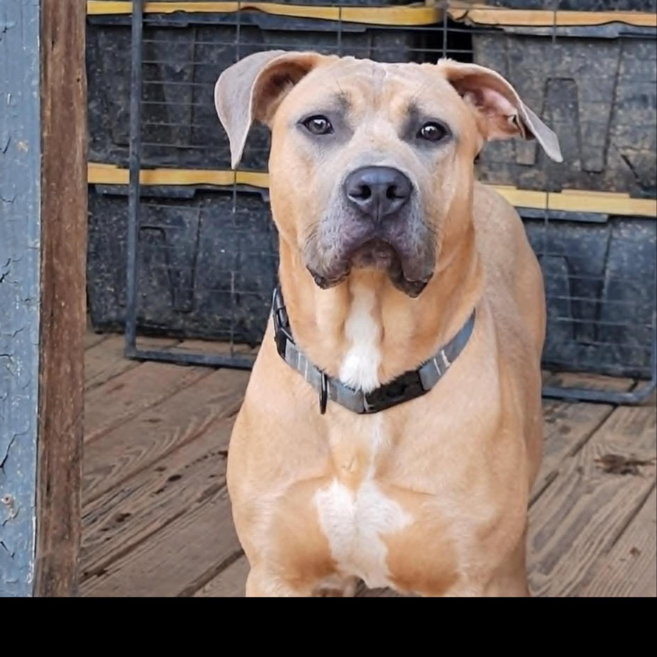 Shrek, Adoptable, Young Male Presa Canario.